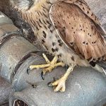 LA RIFLESSIONE / GLI INCENDI NON DISTRUGGONO SOLO ALBERI: IL DRAMMA SILENZIOSO DELLA FAUNA SELVATICA