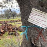 A FASANO NUOVI CASI DI ABBATTIMENTI SCRITERIATI DI ULIVI, ANCHE MONUMENTALI. LA DENUNCIA DI “Ulivivo”