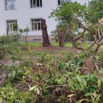 CONTINUA SENZA PIETA’ IL MASSACRO DEGLI ALBERI A LECCE CITTA’. NUOVI ABBATTIMENTI E CAPITOZZATURE NEL GIARDINO DELL’ISTITUTO ‘DE PACE’: UNA LEZIONE DI EDUCAZIONE CIVICA E DI SENSIBILITA’ AMBIENTALE PER I RAGAZZI?